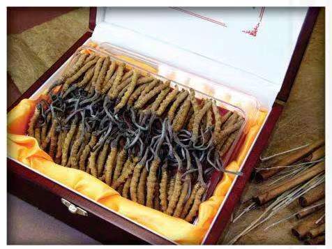 澄城冬虫夏草回收